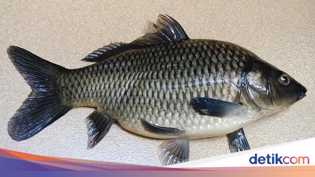 Detail Gambar Ikan Tombro Nomer 7