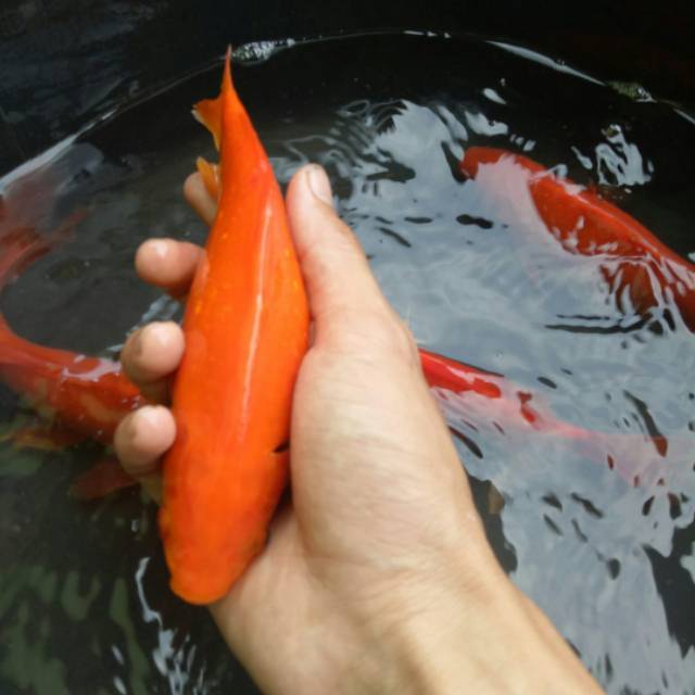Gambar Ikan Tombro Merah - KibrisPDR