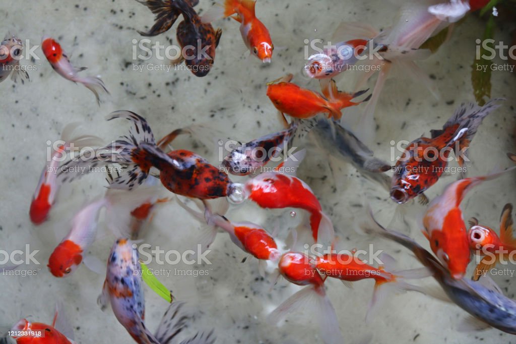 Detail Gambar Ikan Tombro Merah Nomer 27