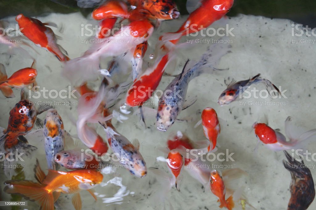 Detail Gambar Ikan Tombro Merah Nomer 29