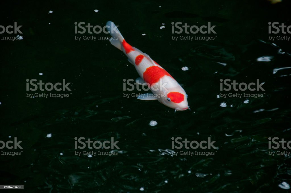 Detail Gambar Ikan Tombro Merah Nomer 39