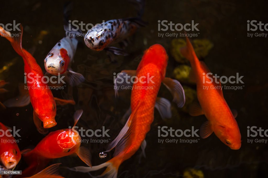 Detail Gambar Ikan Tombro Merah Nomer 54