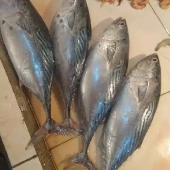 Detail Gambar Ikan Tongkol Besar Nomer 16