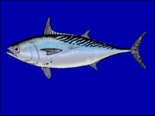 Detail Gambar Ikan Tongkol Besar Nomer 18
