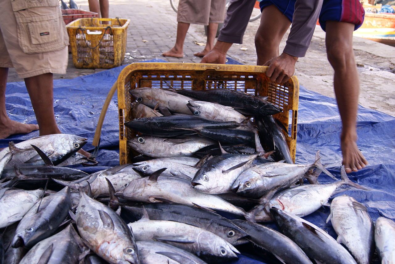 Detail Gambar Ikan Tongkol Besar Nomer 27