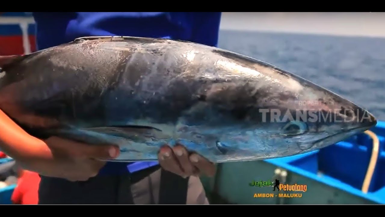 Detail Gambar Ikan Tongkol Besar Nomer 29