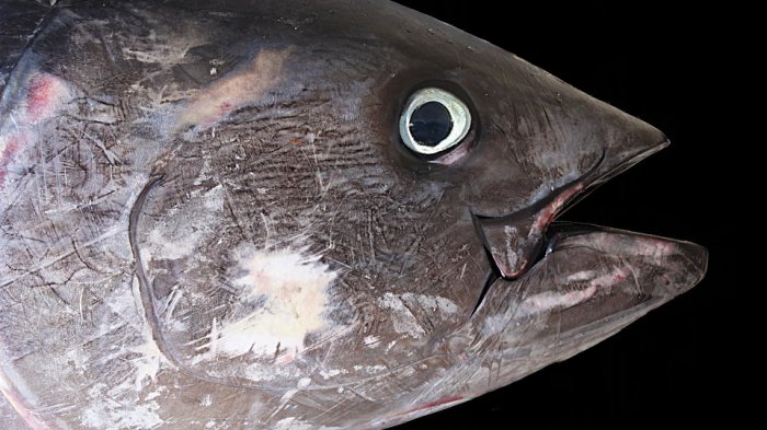 Detail Gambar Ikan Tongkol Besar Nomer 40
