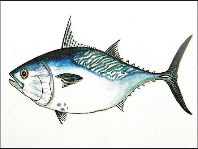 Detail Gambar Ikan Tongkol Karikatur Nomer 7