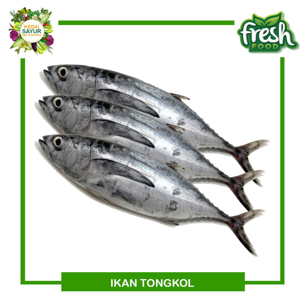 Detail Gambar Ikan Tongkol Segar Nomer 2