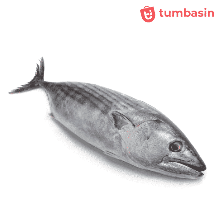 Detail Gambar Ikan Tongkol Segar Nomer 16