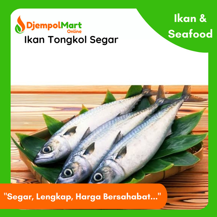 Detail Gambar Ikan Tongkol Segar Nomer 31