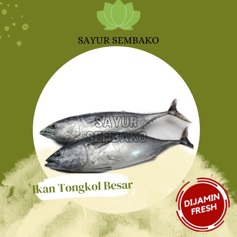 Detail Gambar Ikan Tongkol Segar Nomer 38