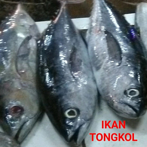 Detail Gambar Ikan Tongkol Segar Nomer 45