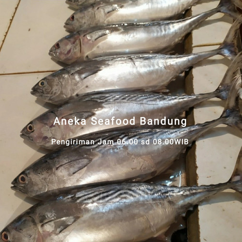 Detail Gambar Ikan Tongkol Segar Nomer 47
