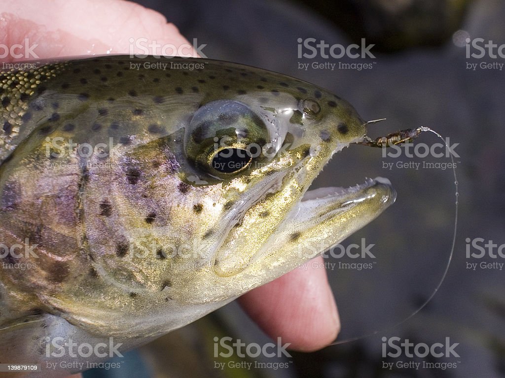 Detail Gambar Ikan Trout Nomer 14