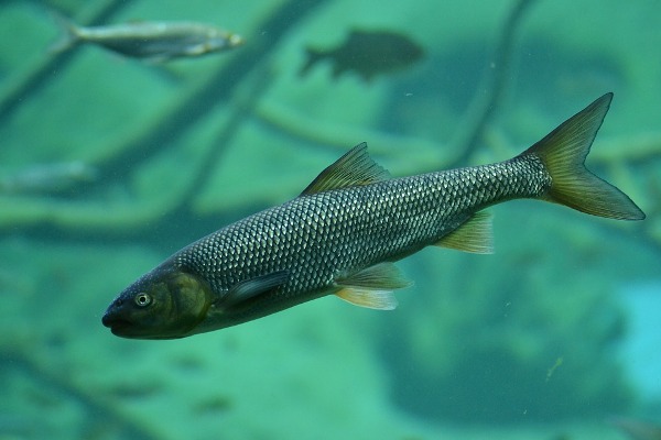 Detail Gambar Ikan Trout Nomer 2