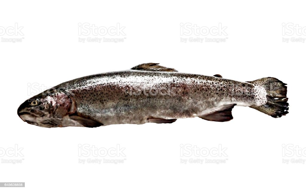 Detail Gambar Ikan Trout Nomer 23