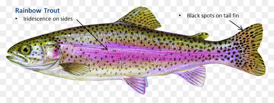 Detail Gambar Ikan Trout Nomer 29