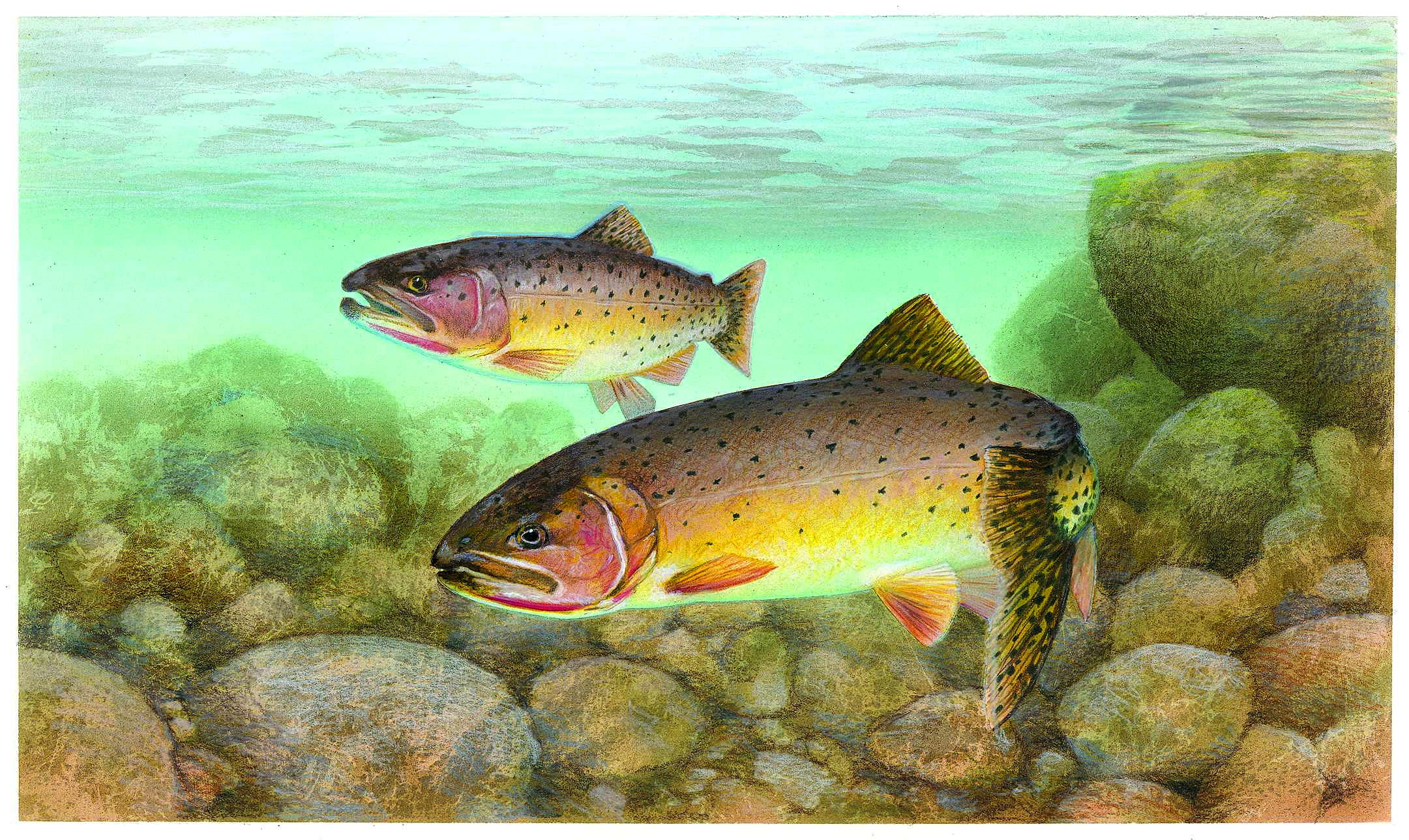 Detail Gambar Ikan Trout Nomer 38