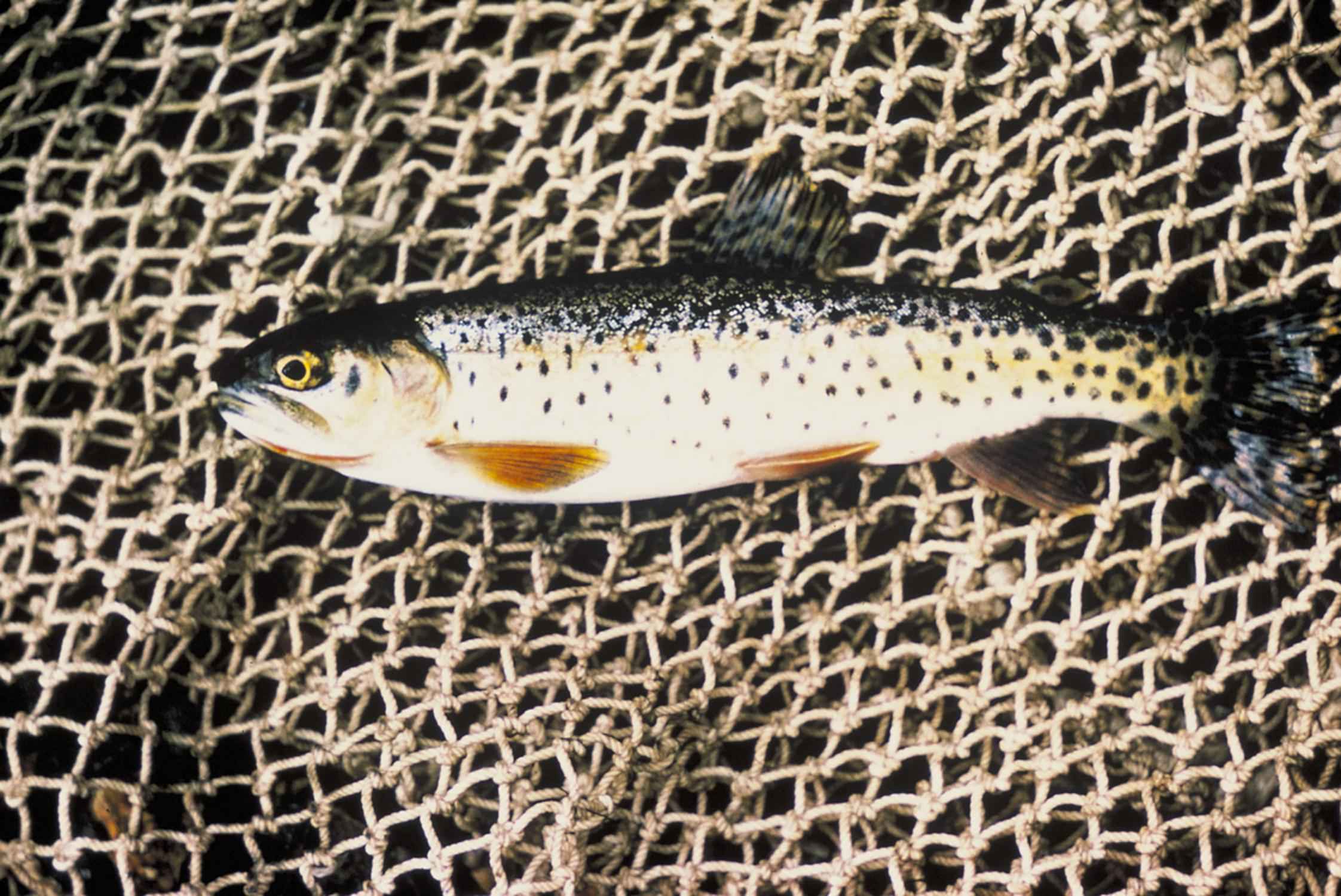 Detail Gambar Ikan Trout Nomer 40