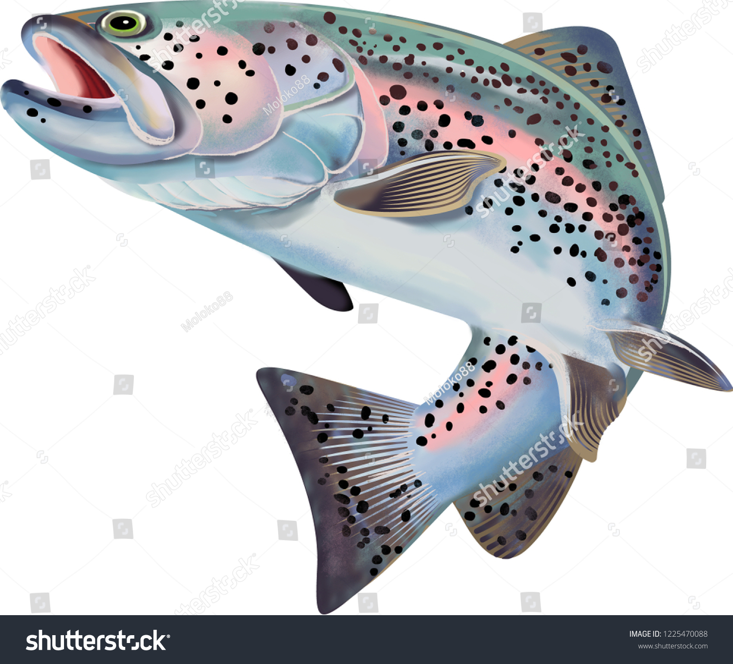 Detail Gambar Ikan Trout Nomer 45