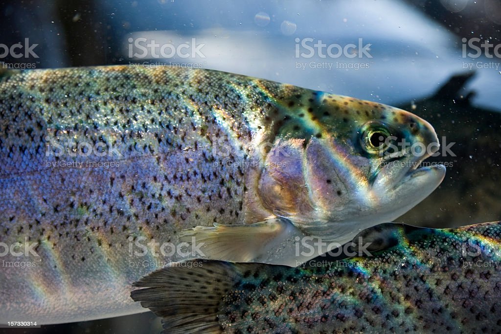 Detail Gambar Ikan Trout Nomer 8