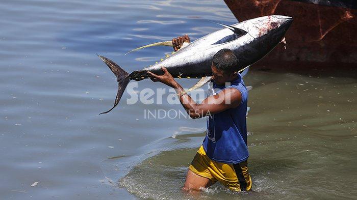 Detail Gambar Ikan Tuna Besar Nomer 10