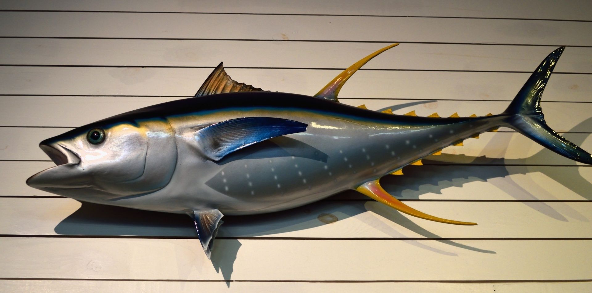 Detail Gambar Ikan Tuna Besar Nomer 18