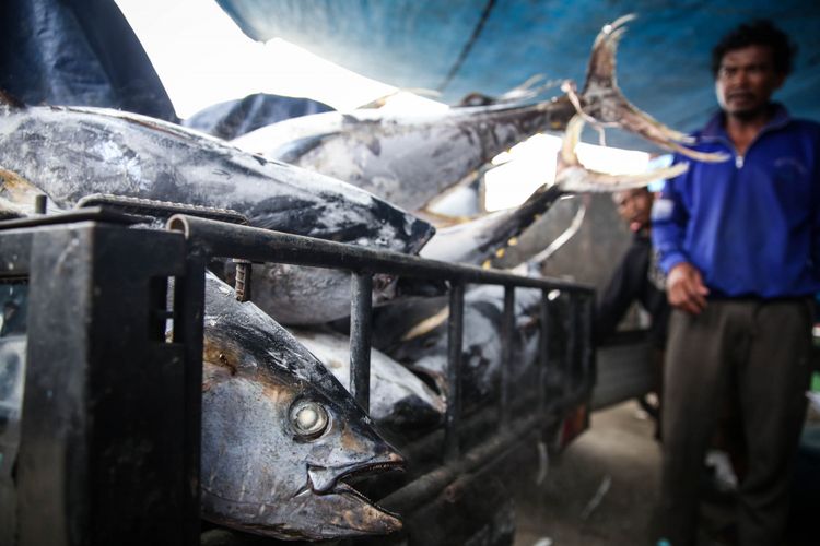 Detail Gambar Ikan Tuna Besar Nomer 24