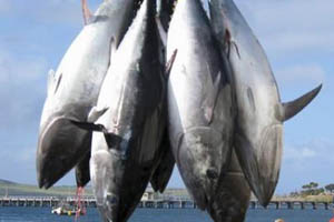 Detail Gambar Ikan Tuna Besar Nomer 48