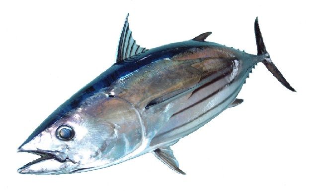 Detail Gambar Ikan Tuna Besar Nomer 51