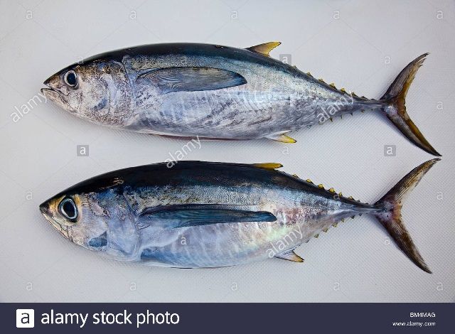 Detail Gambar Ikan Tuna Besar Nomer 52