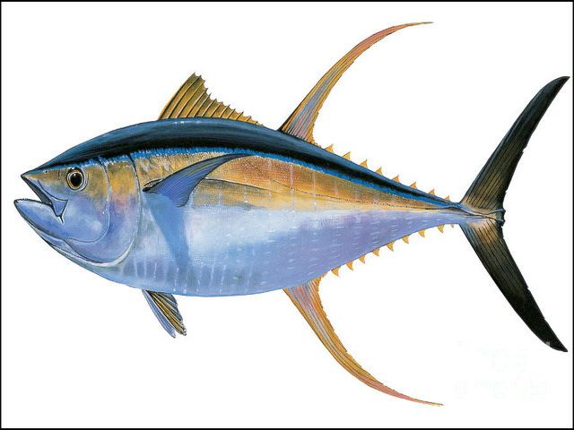 Detail Gambar Ikan Tuna Besar Nomer 7