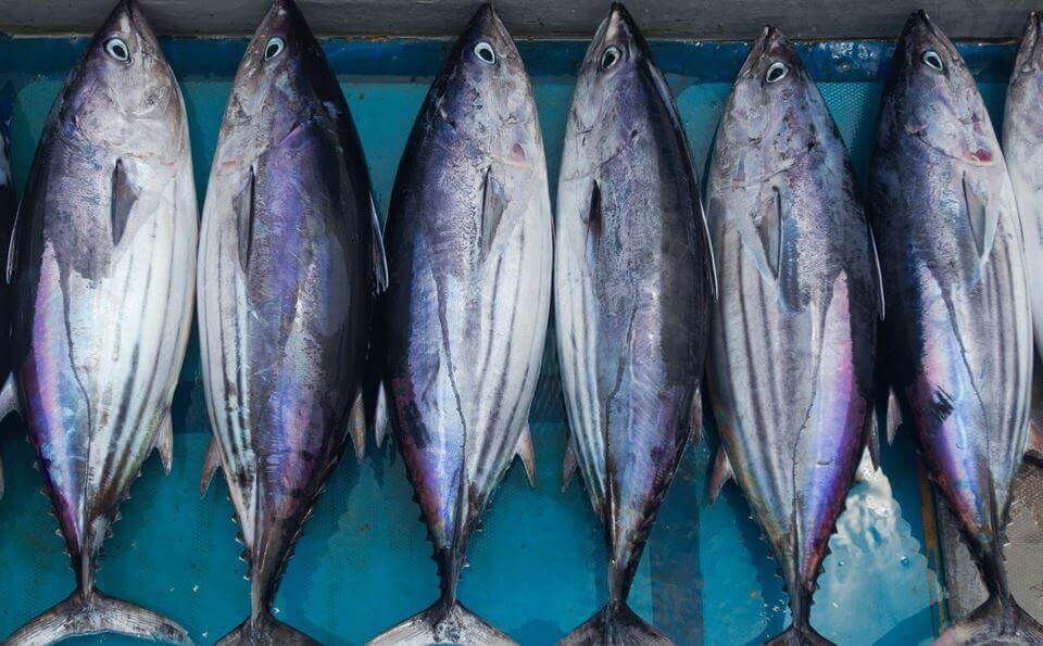 Detail Gambar Ikan Tuna Segar Nomer 10