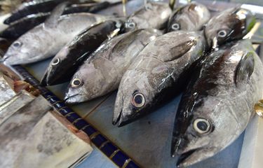 Detail Gambar Ikan Tuna Segar Nomer 17