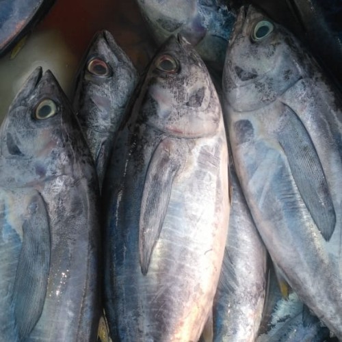 Detail Gambar Ikan Tuna Segar Nomer 25