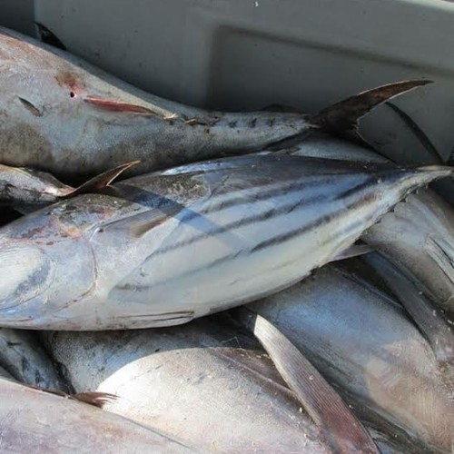 Detail Gambar Ikan Tuna Segar Nomer 28