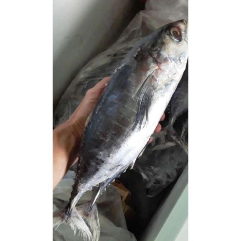 Detail Gambar Ikan Tuna Segar Nomer 34
