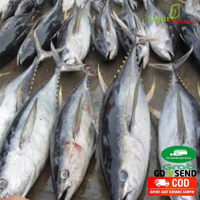 Detail Gambar Ikan Tuna Segar Nomer 40