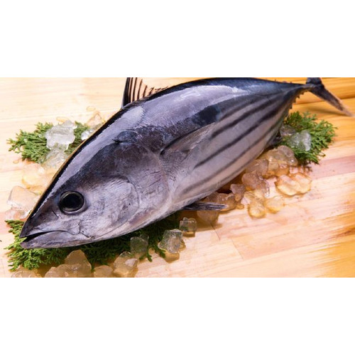 Detail Gambar Ikan Tuna Segar Nomer 47
