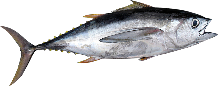 Detail Gambar Ikan Tuna Segar Nomer 50