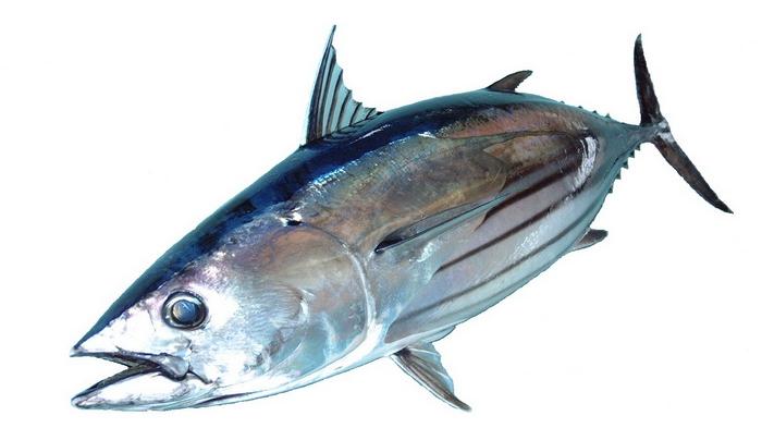 Detail Gambar Ikan Tuna Segar Nomer 6