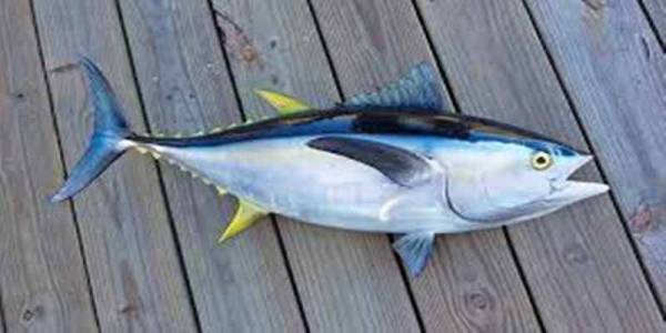 Gambar Ikan Tuna Sirip Kuning - KibrisPDR