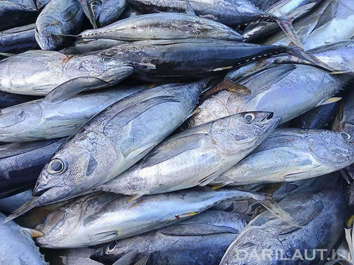 Detail Gambar Ikan Tuna Sirip Kuning Nomer 11