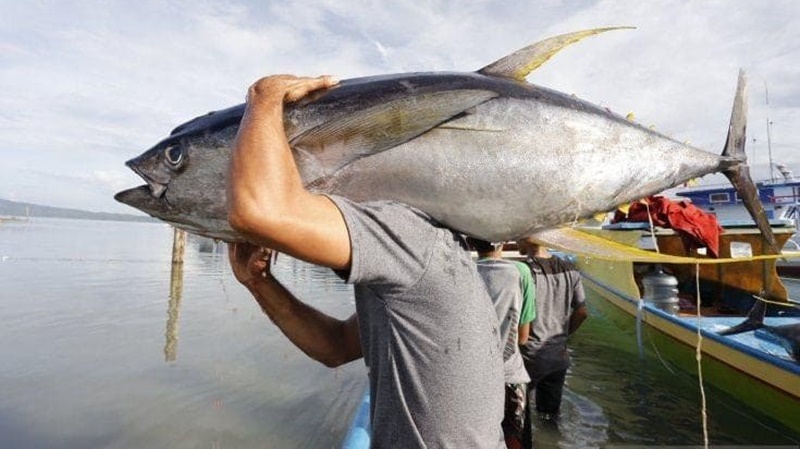 Detail Gambar Ikan Tuna Sirip Kuning Nomer 17