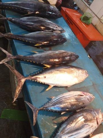 Detail Gambar Ikan Tuna Sirip Kuning Nomer 22