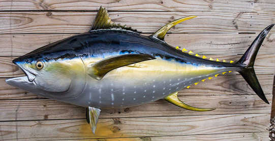 Detail Gambar Ikan Tuna Sirip Kuning Nomer 24