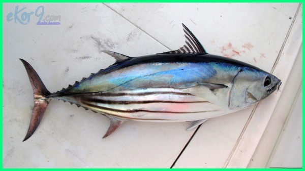 Detail Gambar Ikan Tuna Sirip Kuning Nomer 25