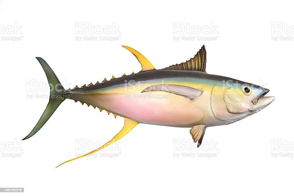 Detail Gambar Ikan Tuna Sirip Kuning Nomer 26