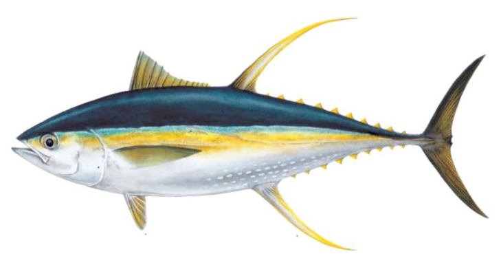 Detail Gambar Ikan Tuna Sirip Kuning Nomer 3